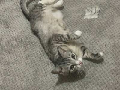 Отдаю ласковую кошку