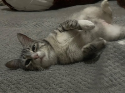 Отдаю ласковую кошку