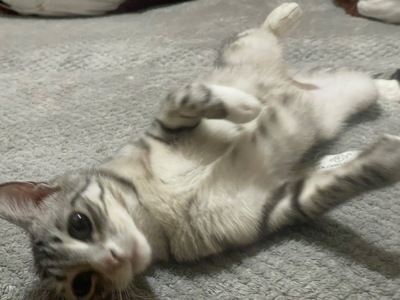 Отдаю ласковую кошку