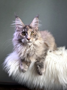 Мейн кун дівчинка