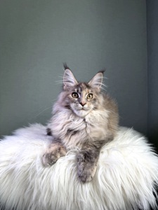 Мейн кун дівчинка