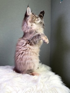 Мейн кун дівчинка