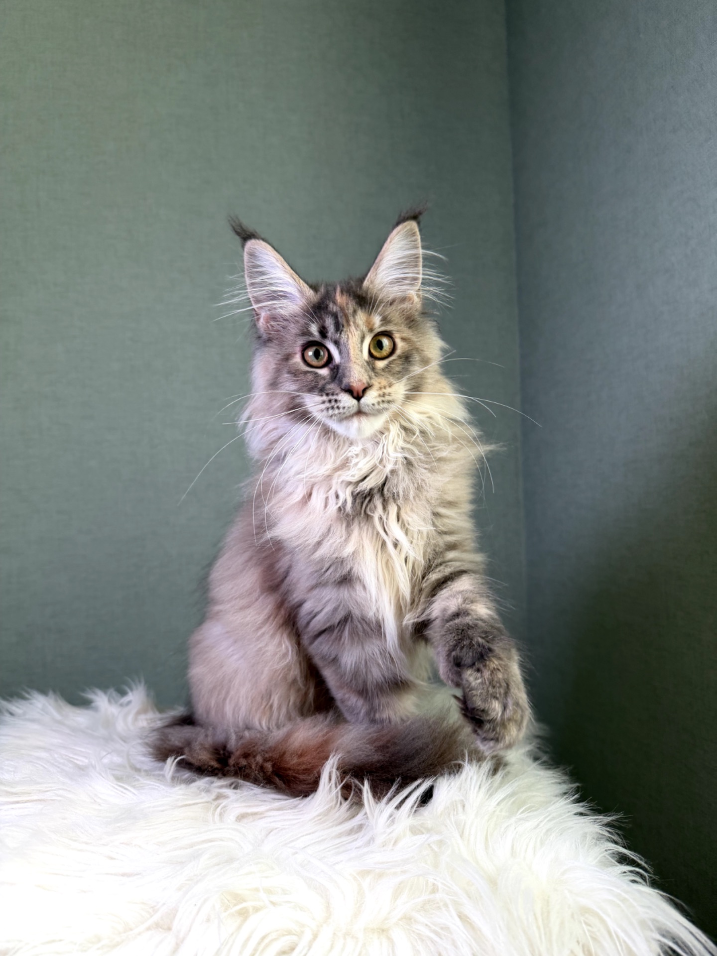 Мейн кун дівчинка