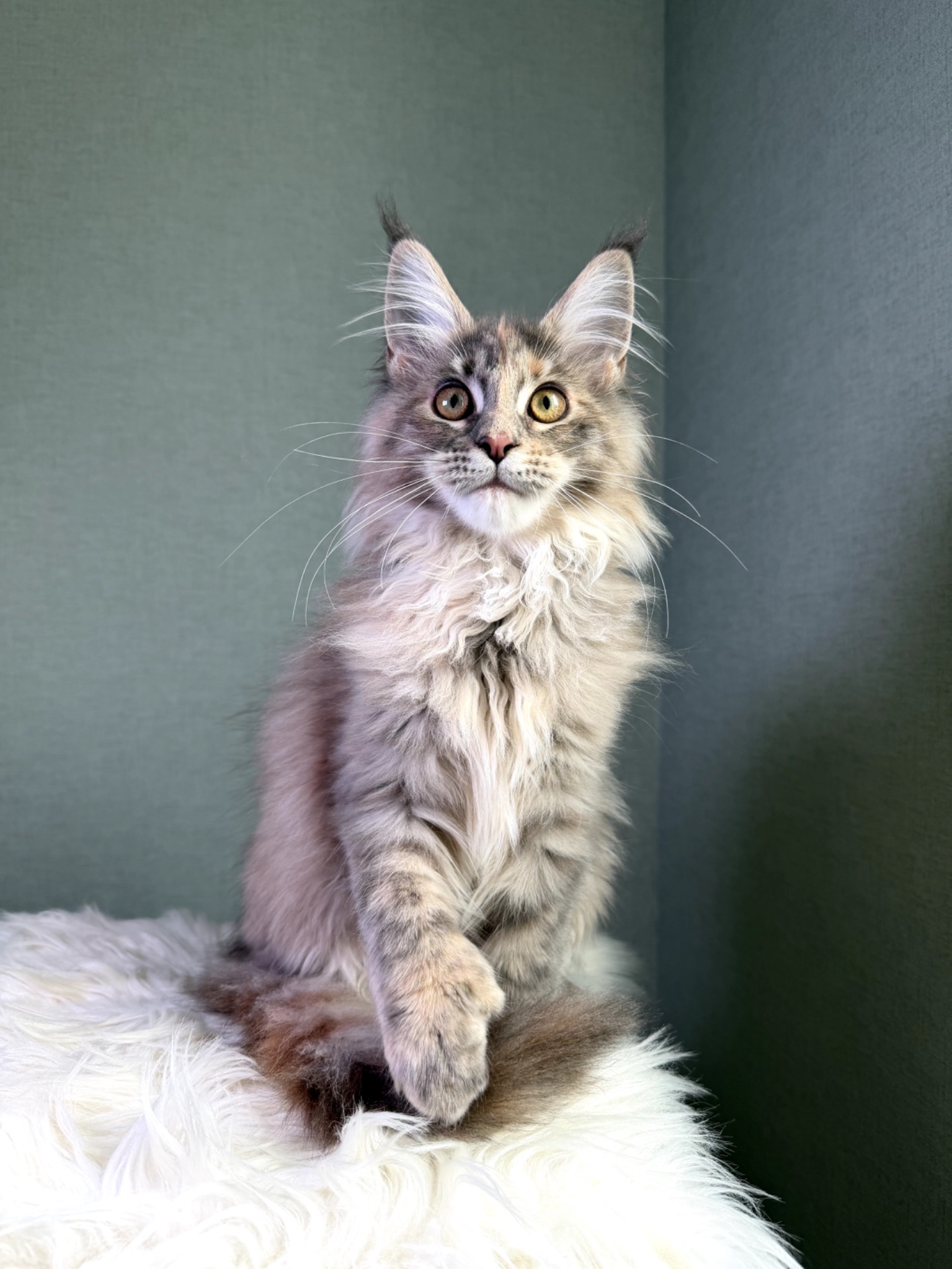 Мейн кун дівчинка