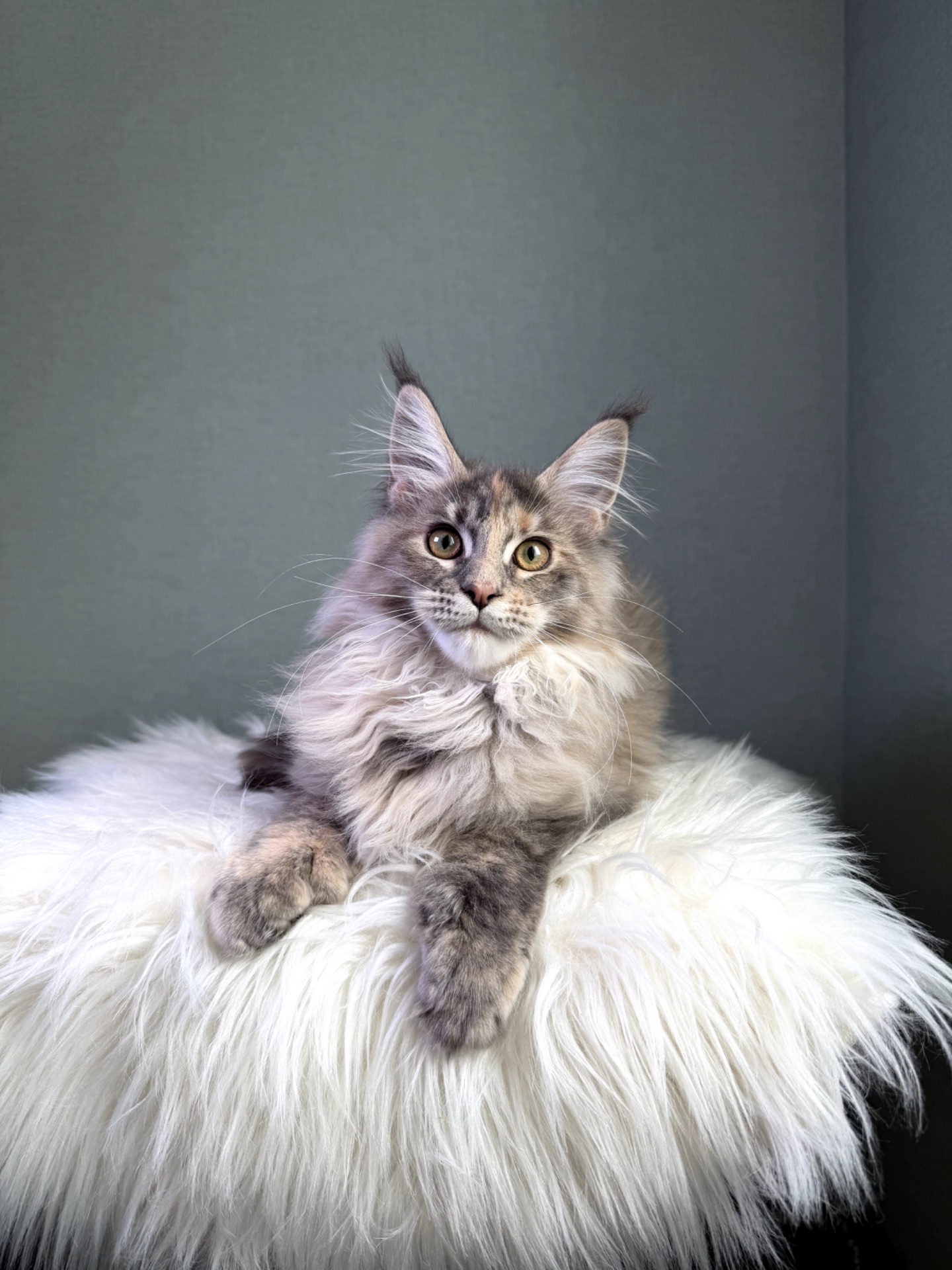 Мейн кун дівчинка