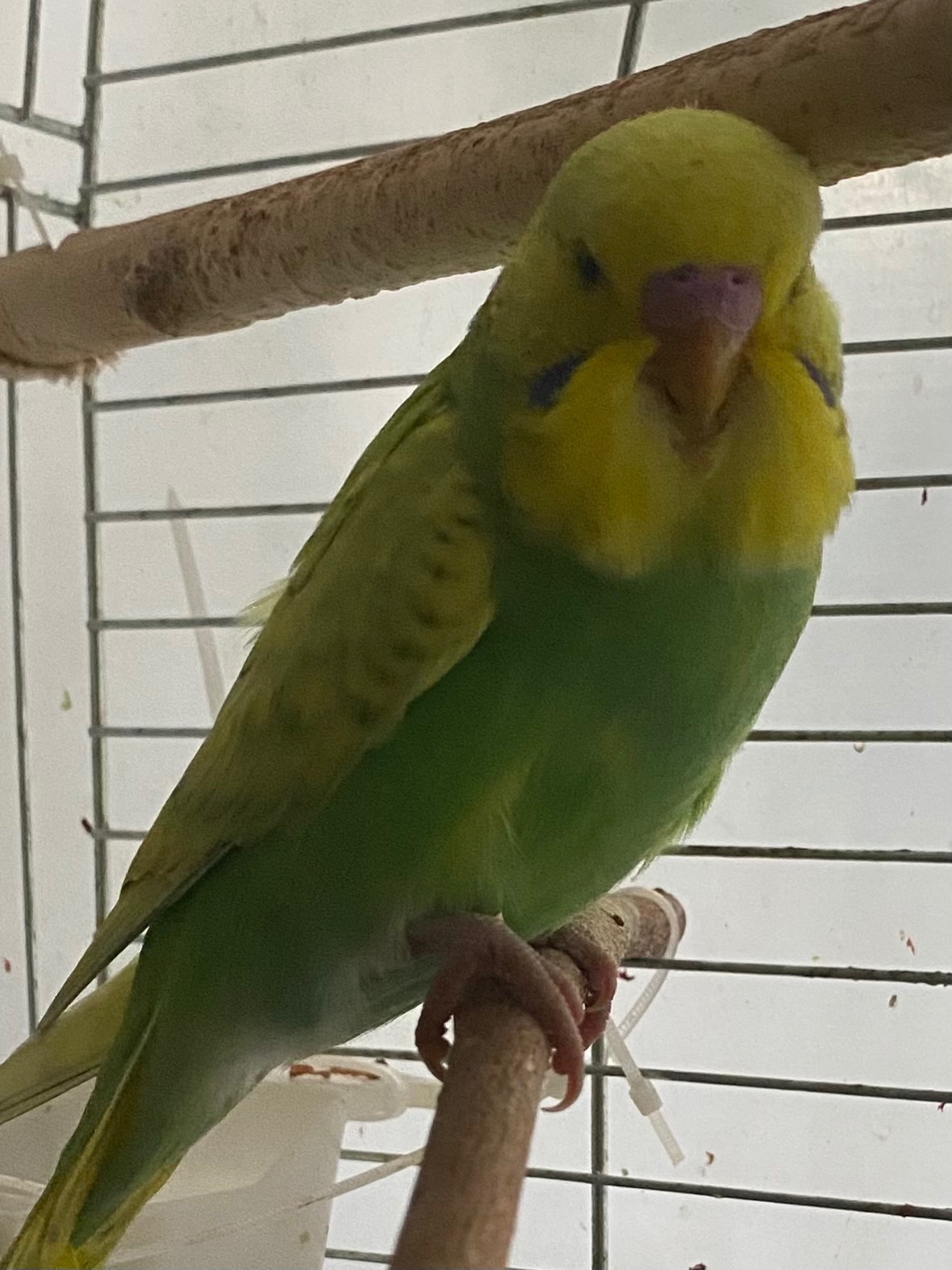 Хвилястий папуга хлопчик