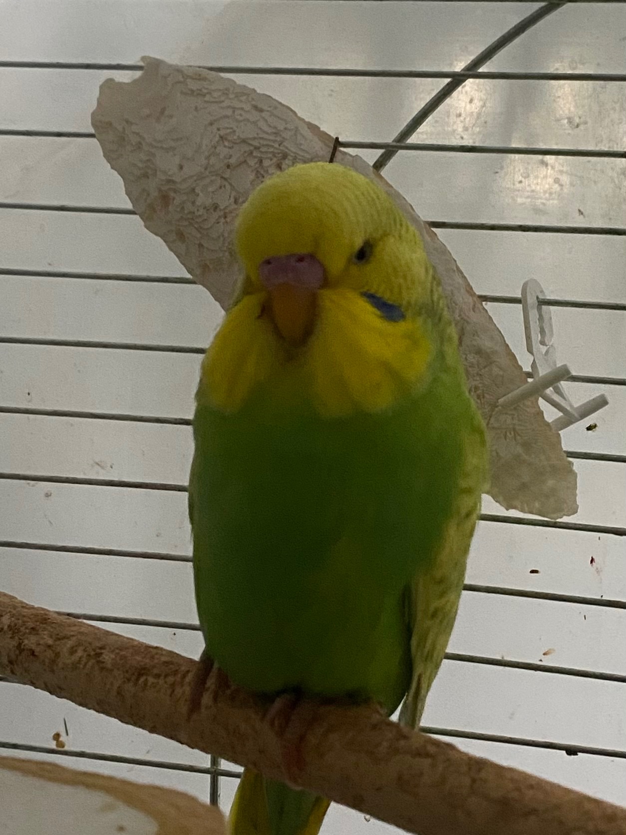 Хвилястий папуга хлопчик