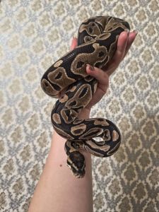 Самка королівського пітона 2 роки