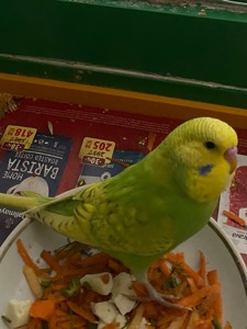 Хвилястий папуга хлопчик