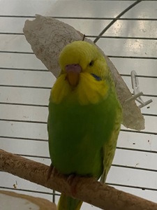 Хвилястий папуга хлопчик