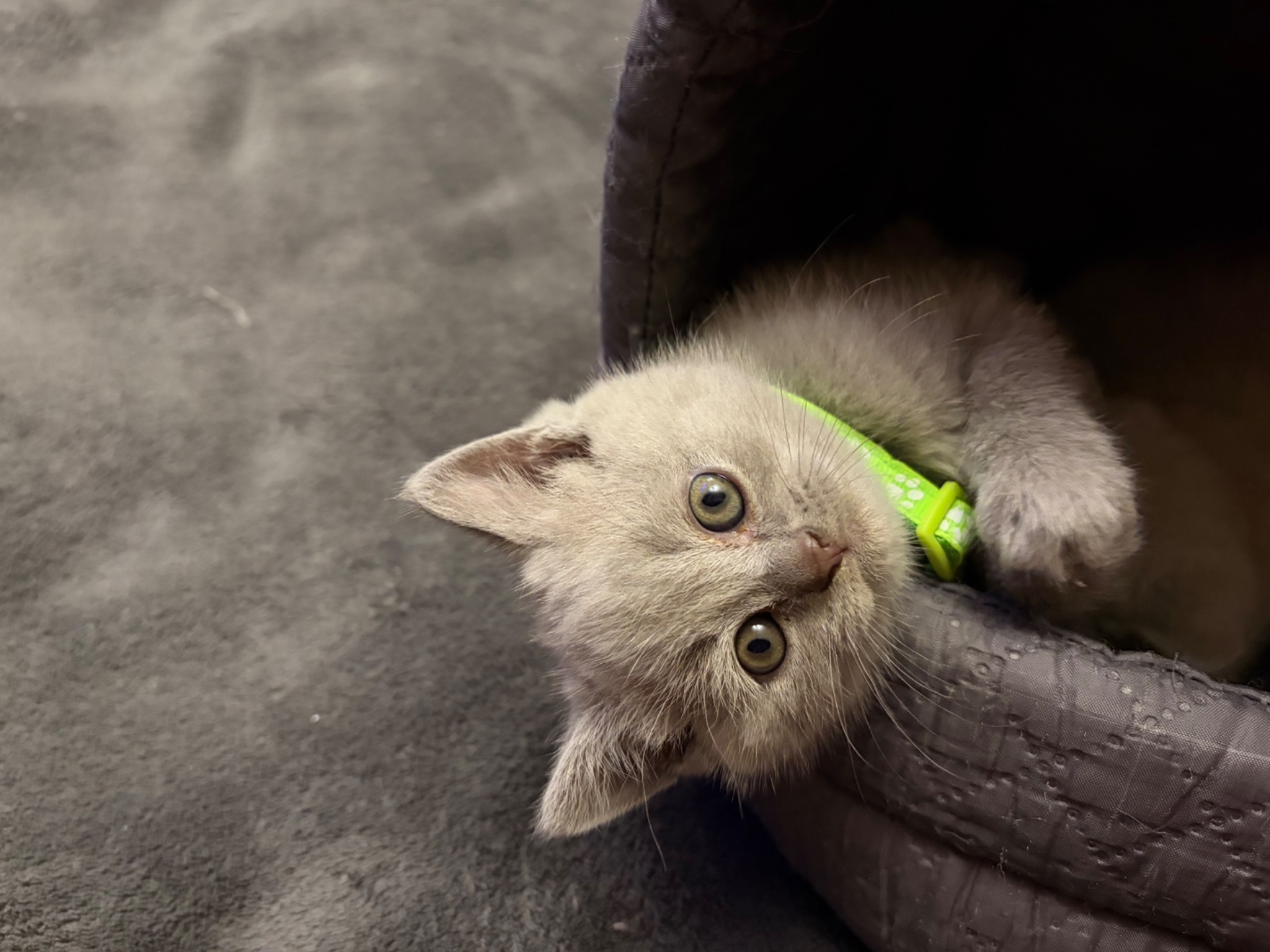 Кошенята прямовухі