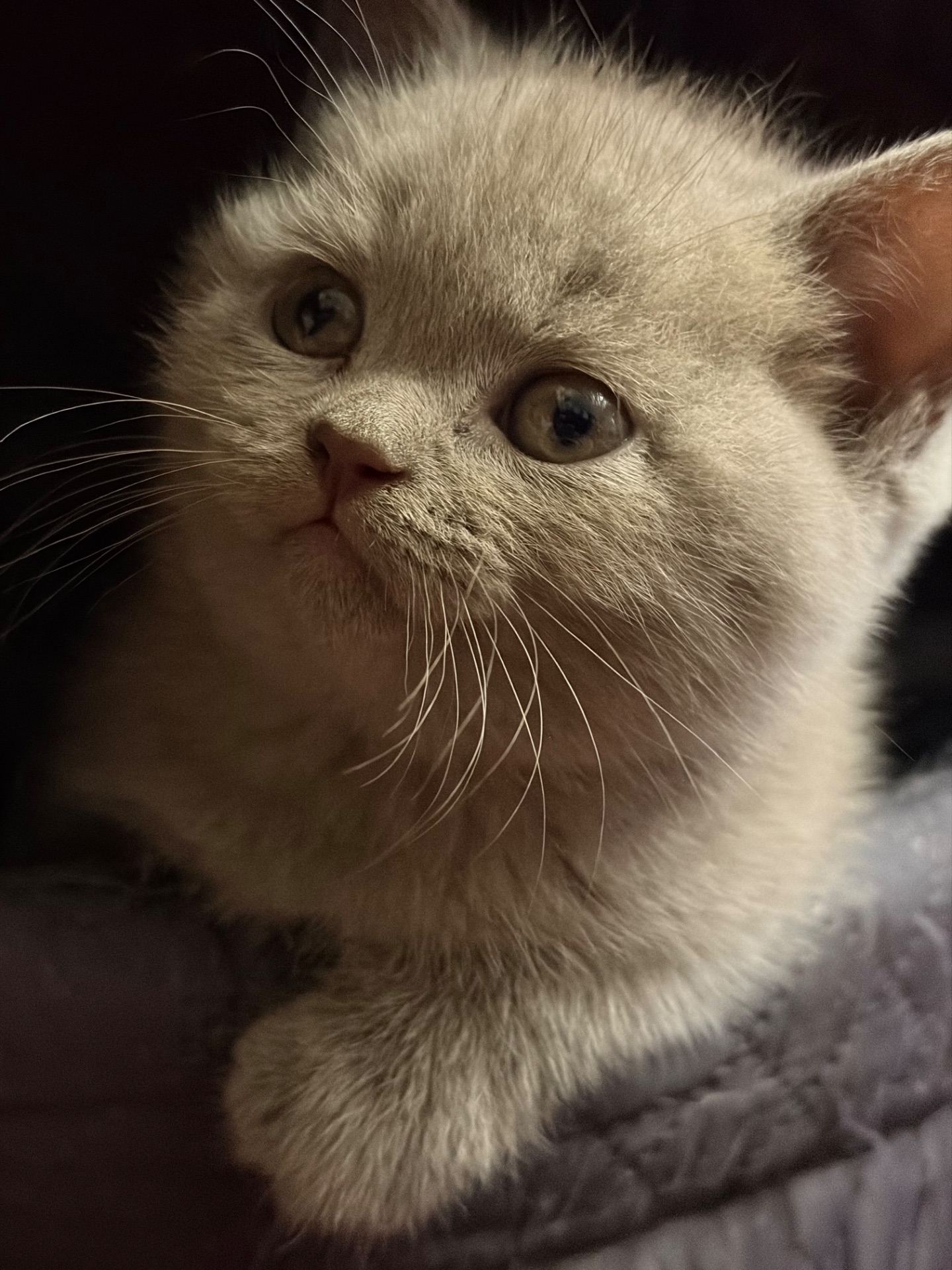 Кошенята прямовухі