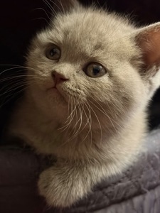 Кошенята прямовухі