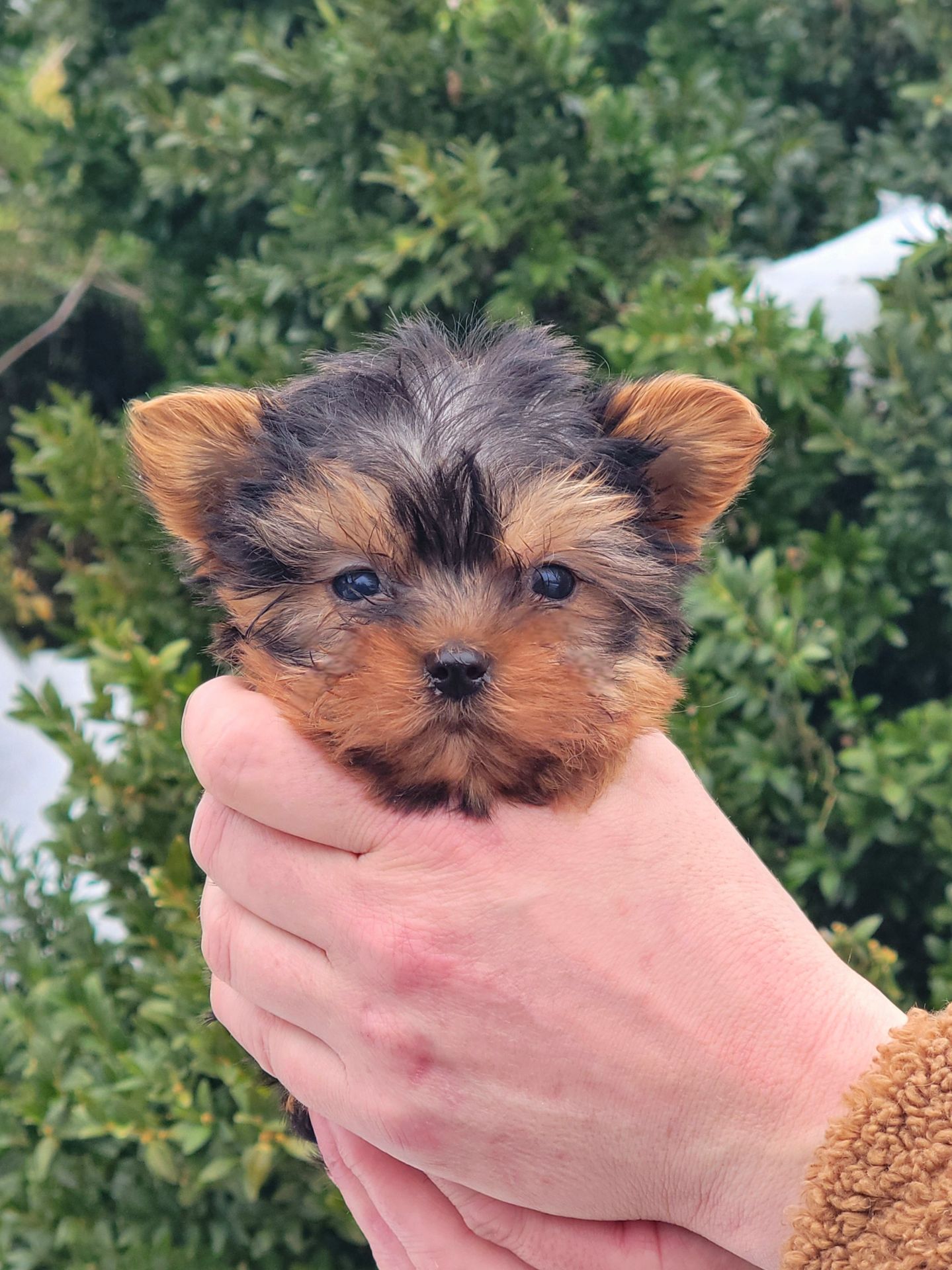 Міні Хлопчик йорк