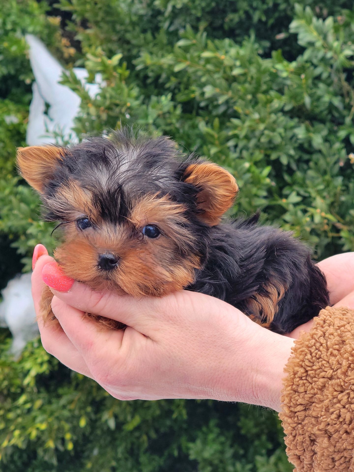 Міні Хлопчик йорк