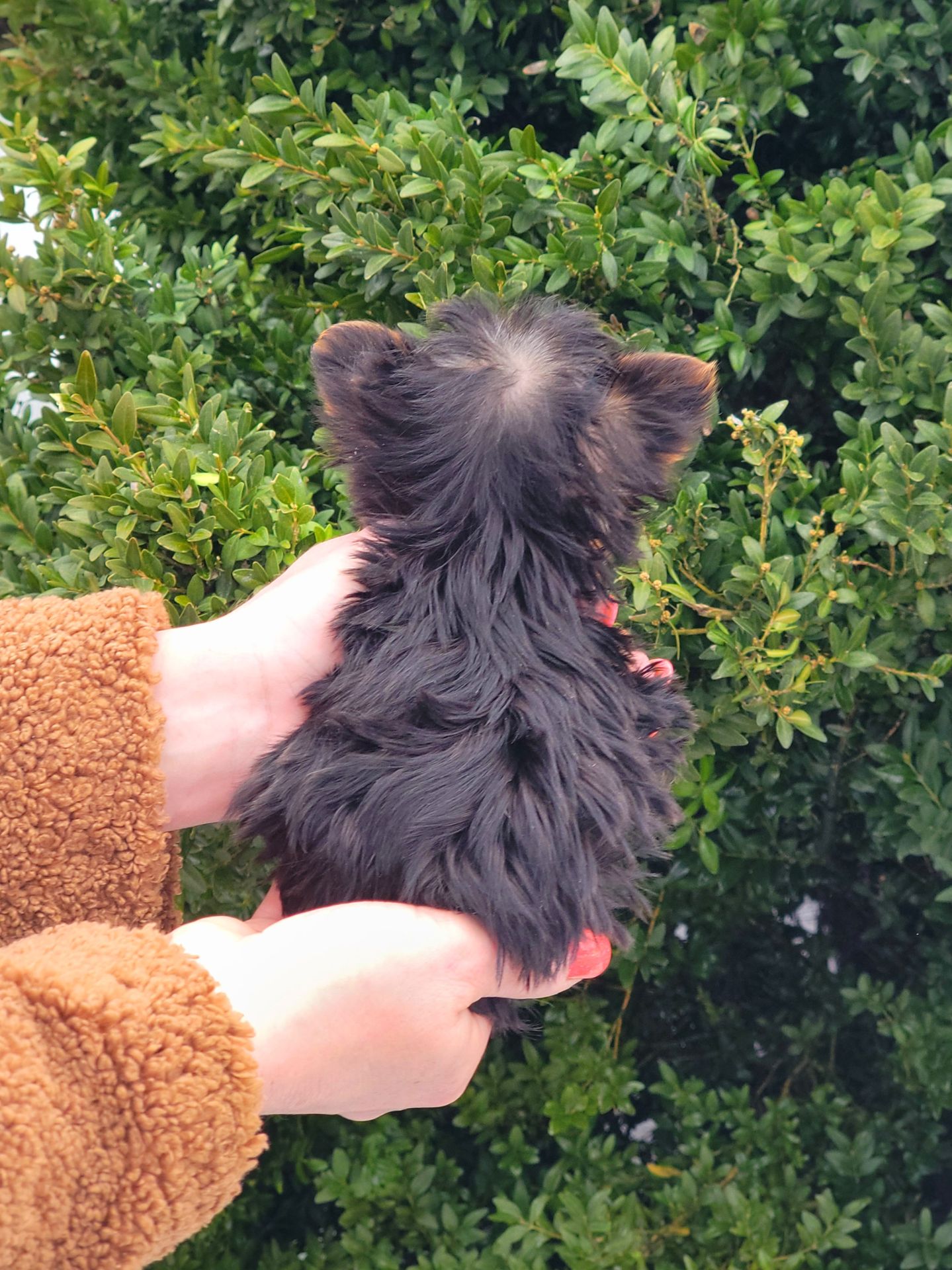 Міні Хлопчик йорк