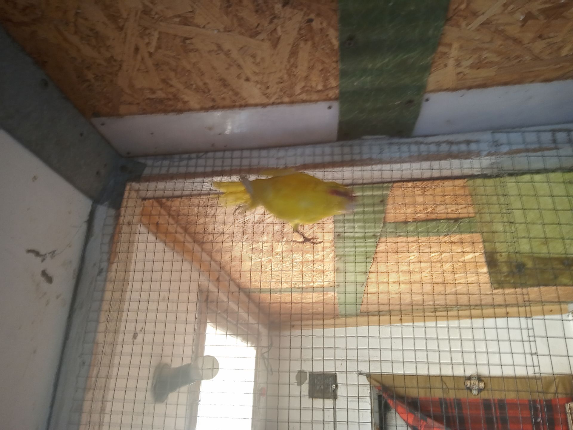 Кокарік(новозеландський)попугай