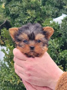 Міні Хлопчик йорк