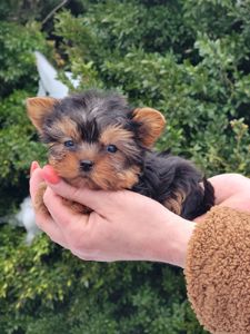 Міні Хлопчик йорк