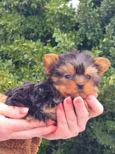 Міні Хлопчик йорк