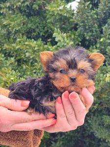 Міні Хлопчик йорк