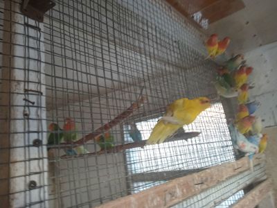 Кокарік(новозеландський)попугай