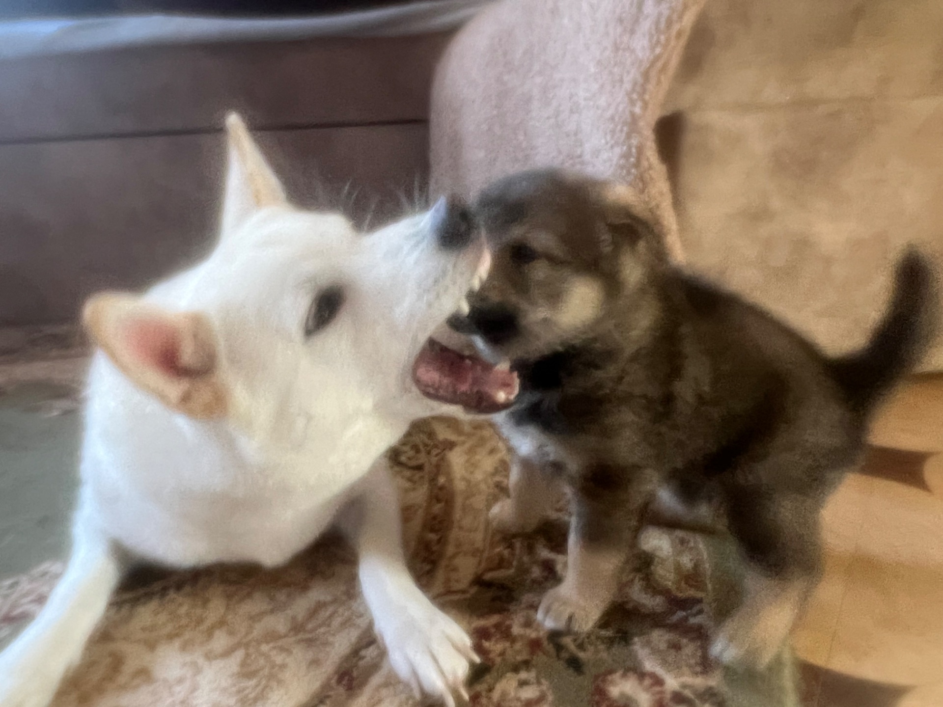 Цуценята( метиси) білої Шиба Іну