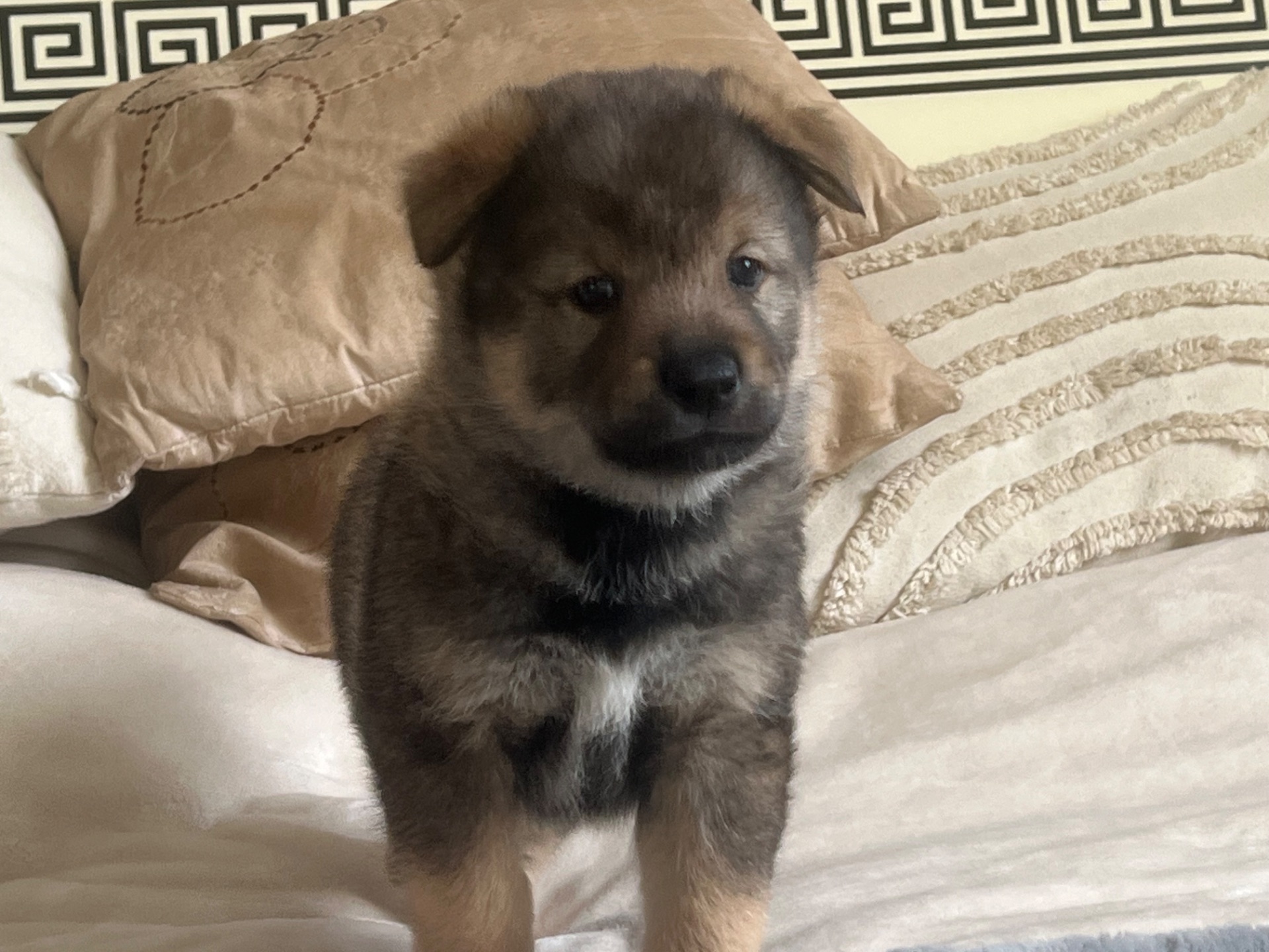 Цуценята( метиси) білої Шиба Іну