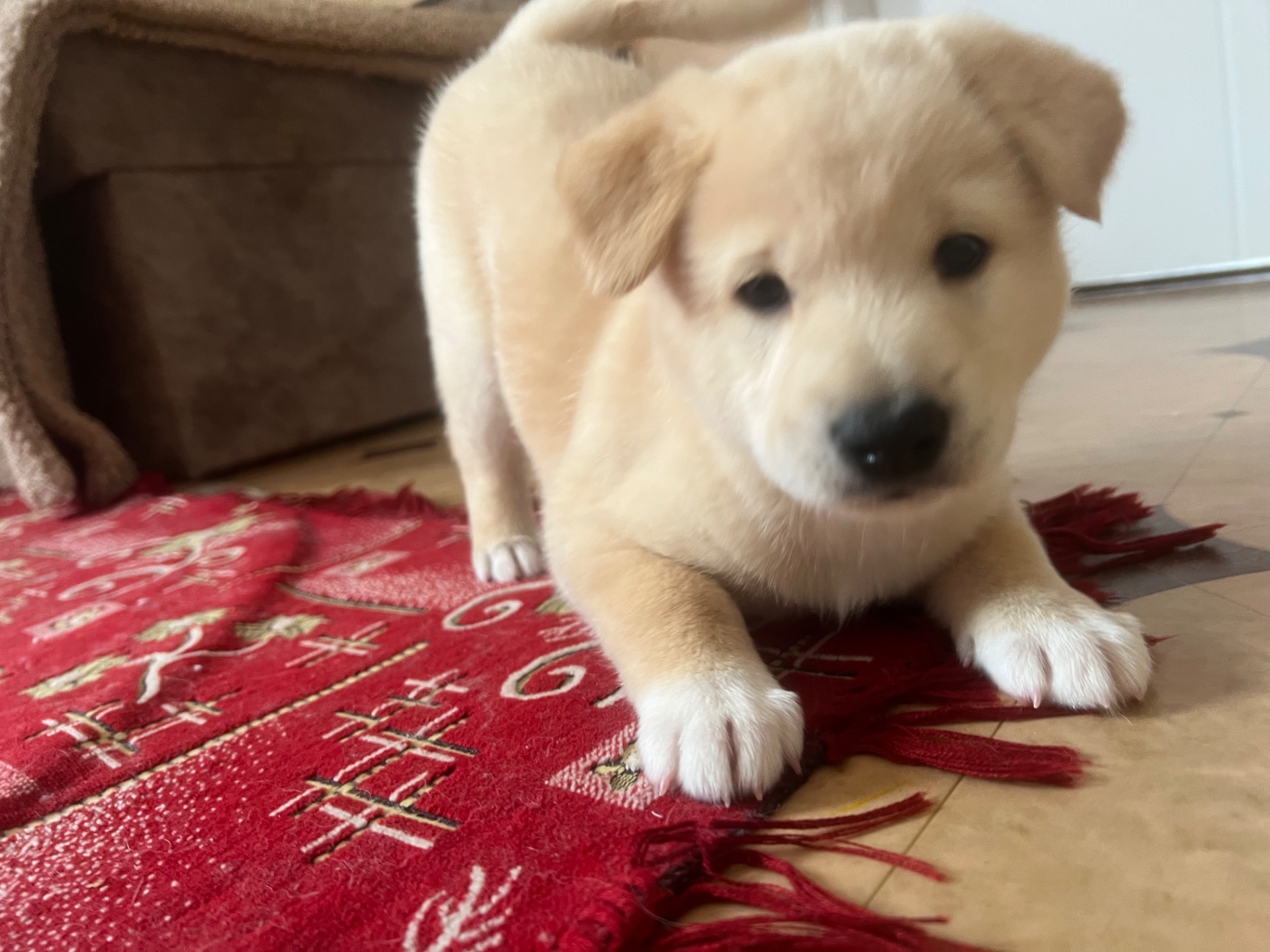 Цуценята( метиси) білої Шиба Іну