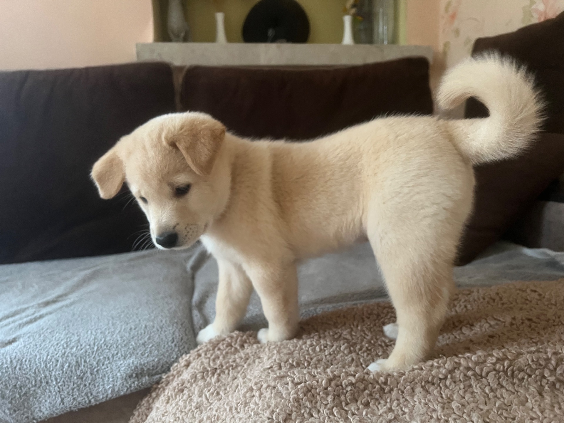 Цуценята( метиси) білої Шиба Іну