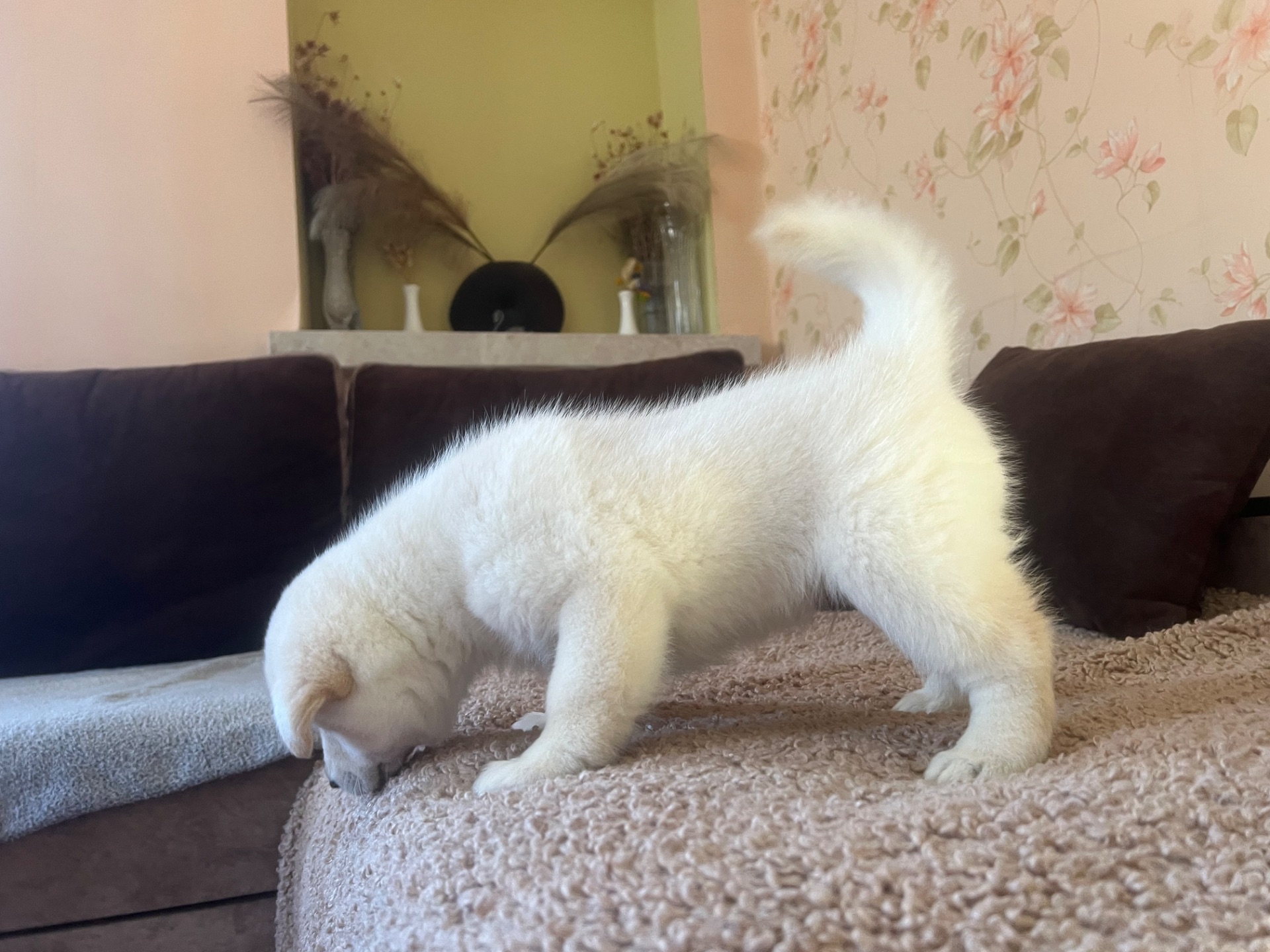 Цуценята( метиси) білої Шиба Іну