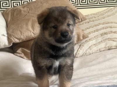 Цуценята( метиси) білої Шиба Іну