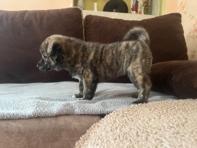 Цуценята( метиси) білої Шиба Іну