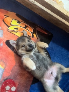 Цуценята( метиси) білої Шиба Іну