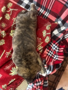 Цуценята( метиси) білої Шиба Іну