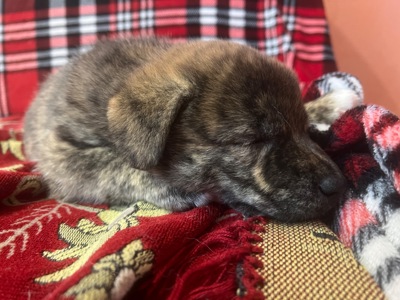 Цуценята( метиси) білої Шиба Іну