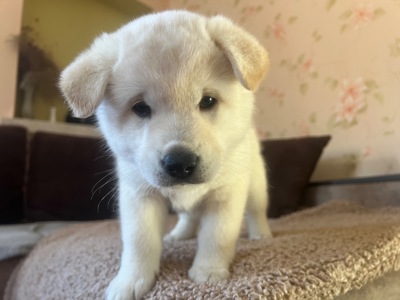 Цуценята( метиси) білої Шиба Іну