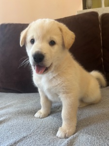 Цуценята( метиси) білої Шиба Іну