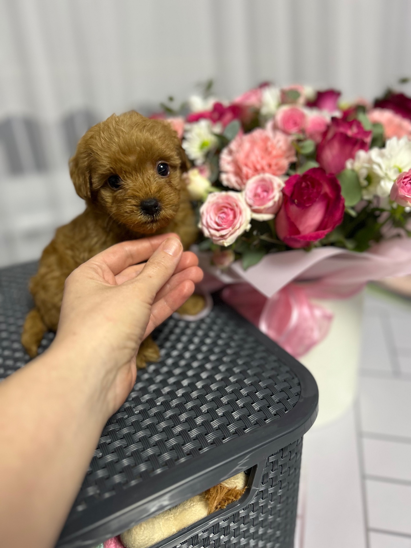 Нереальна дівчинка йоркіпу