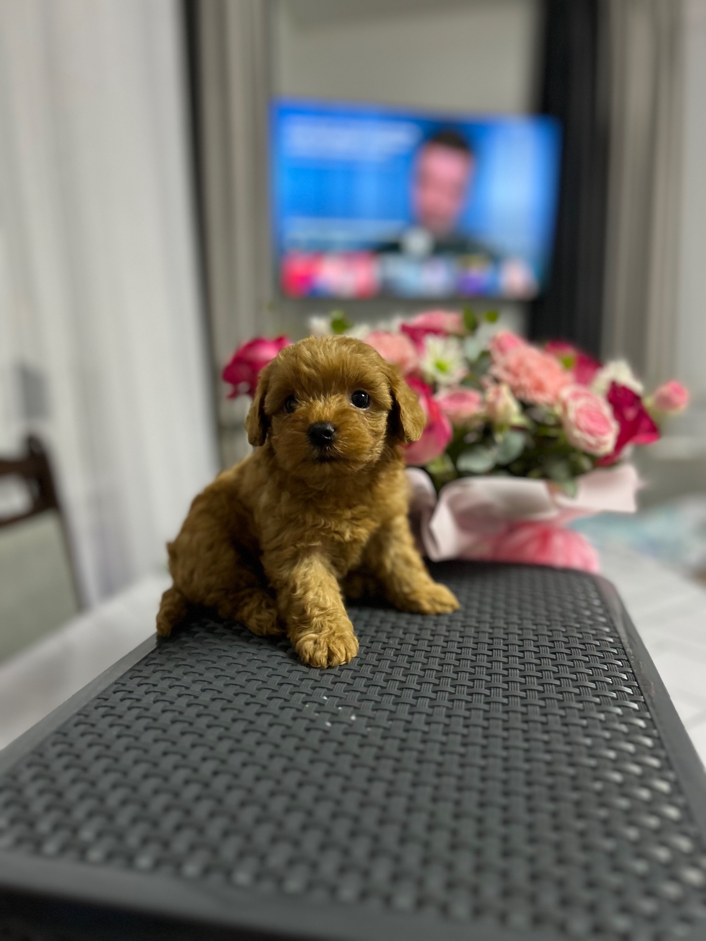 Нереальна дівчинка йоркіпу