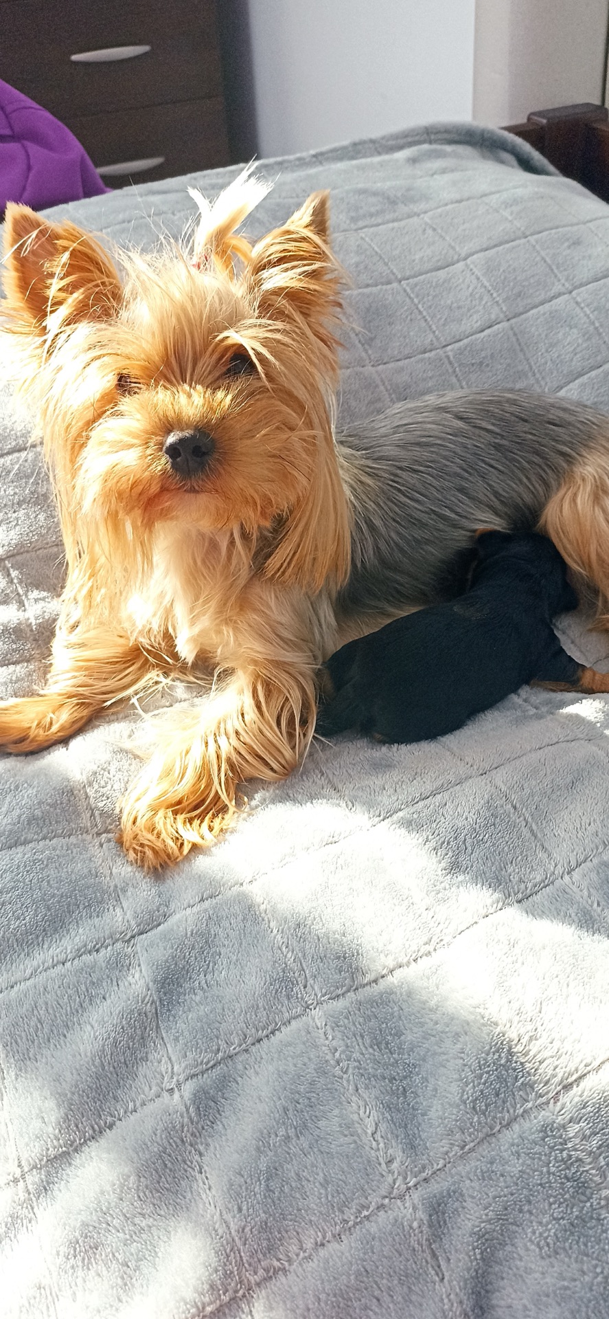 Нереальна дівчинка йоркіпу