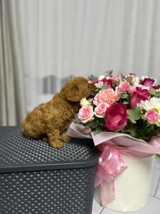 Нереальна дівчинка йоркіпу