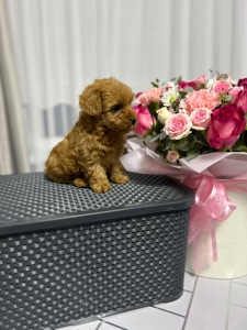 Нереальна дівчинка йоркіпу