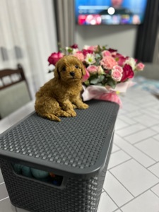 Нереальна дівчинка йоркіпу