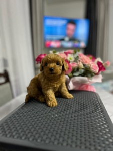 Нереальна дівчинка йоркіпу