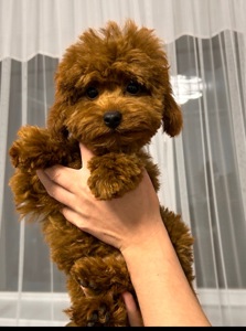 Нереальна дівчинка йоркіпу