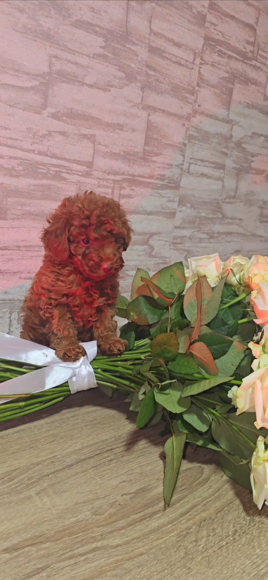 Щенки мальтипу