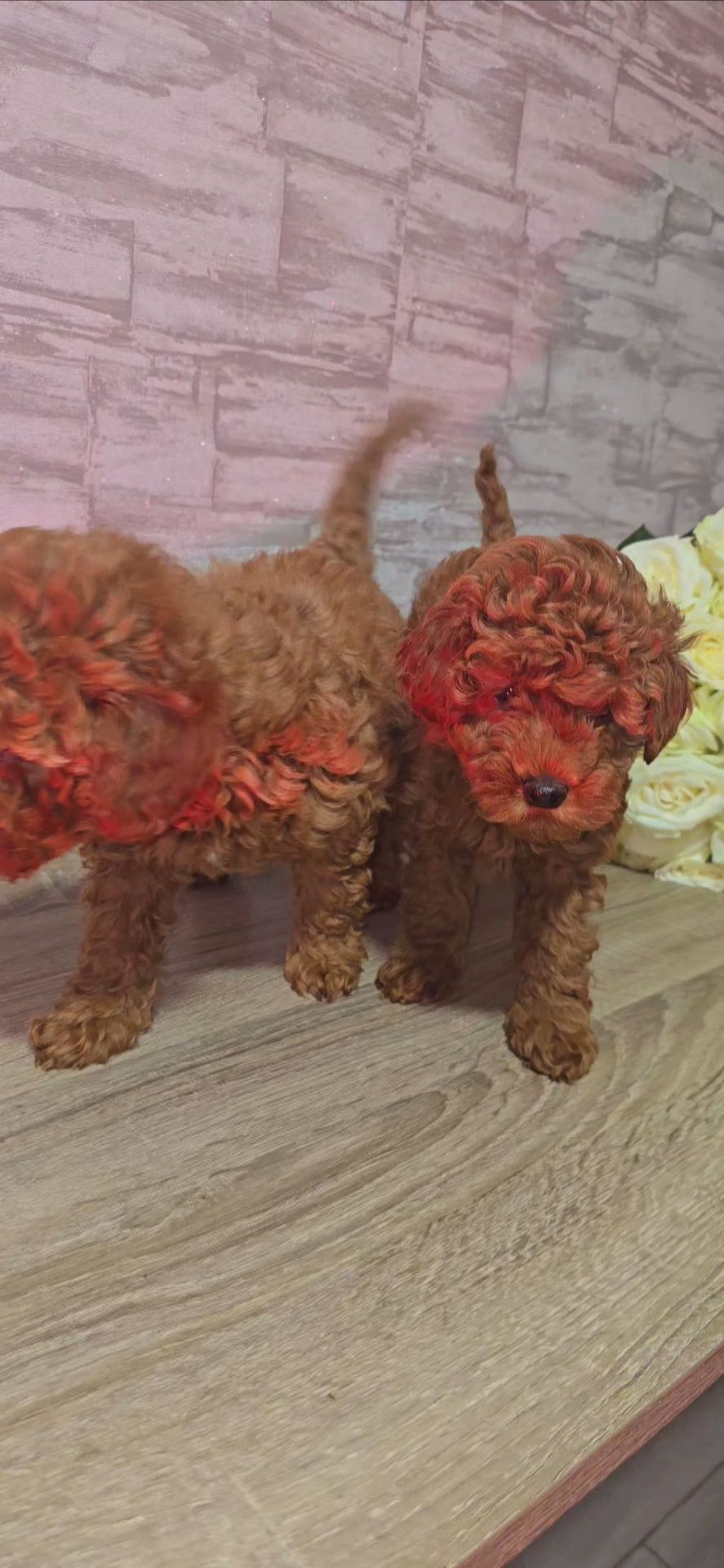 Щенки мальтипу