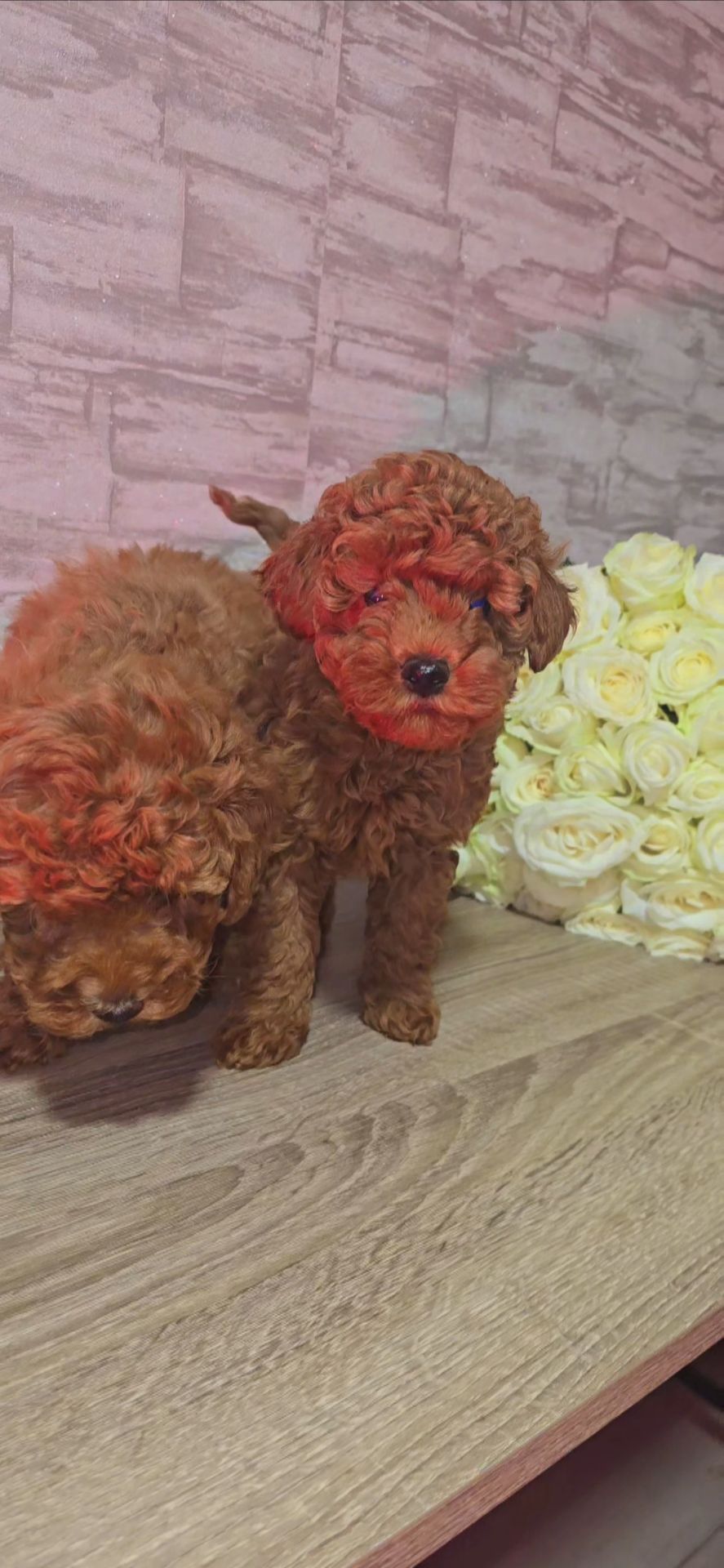 Щенки мальтипу