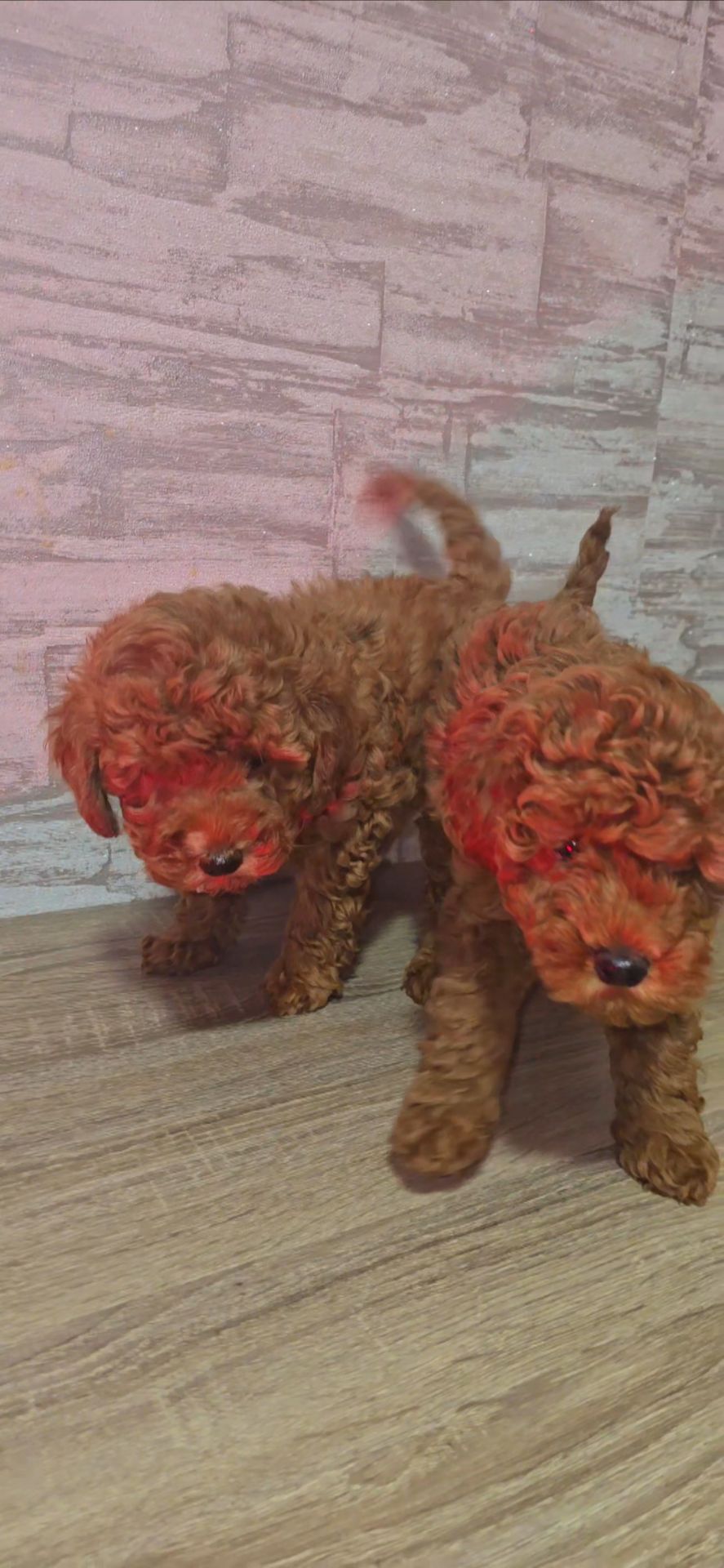 Щенки мальтипу